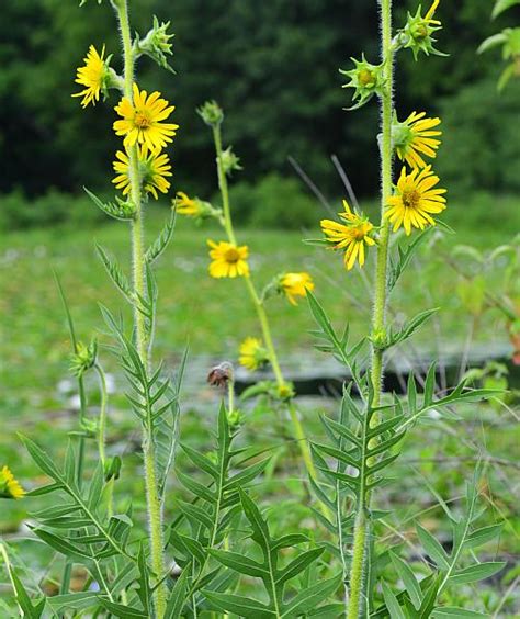 罗盘草|Silphium laciniatum L., 罗盘草 (世界植物区系)